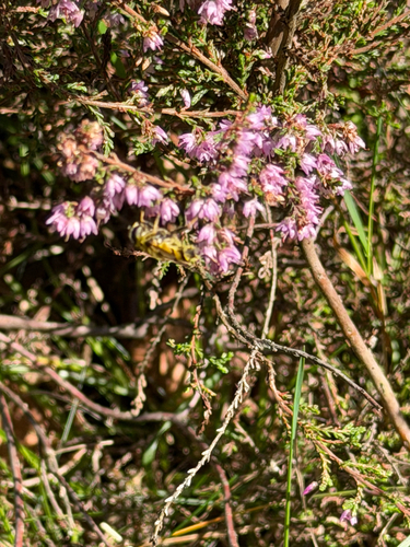 common heather