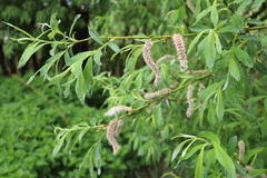Salix gmelinii
