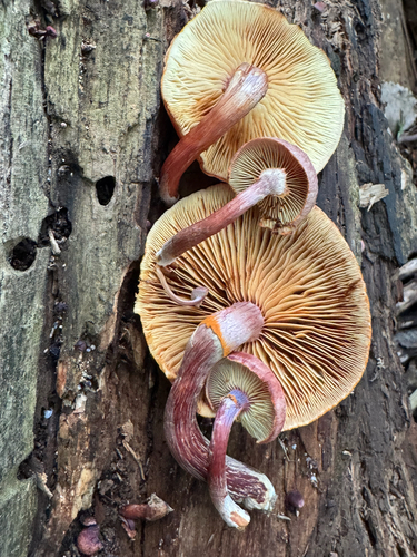 Yellow-gilled Gymnopilus
