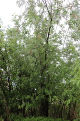 Salix gmelinii