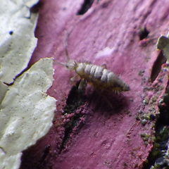 Entomobrya nivalis