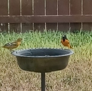 Baltimore Oriole