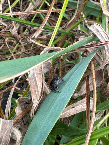 Bold Jumping Spider