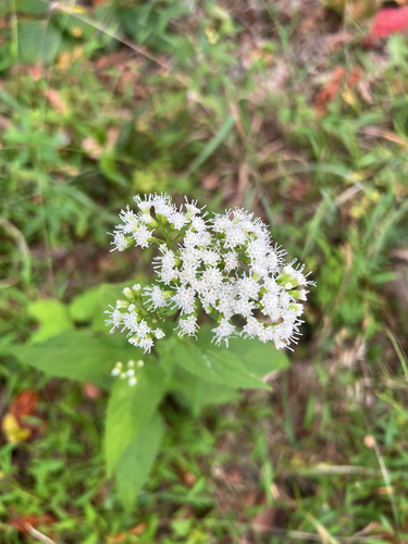white snakeroot