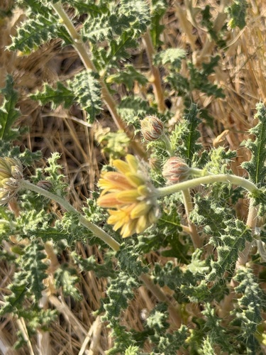 Cevallia sinuata, photograph 2