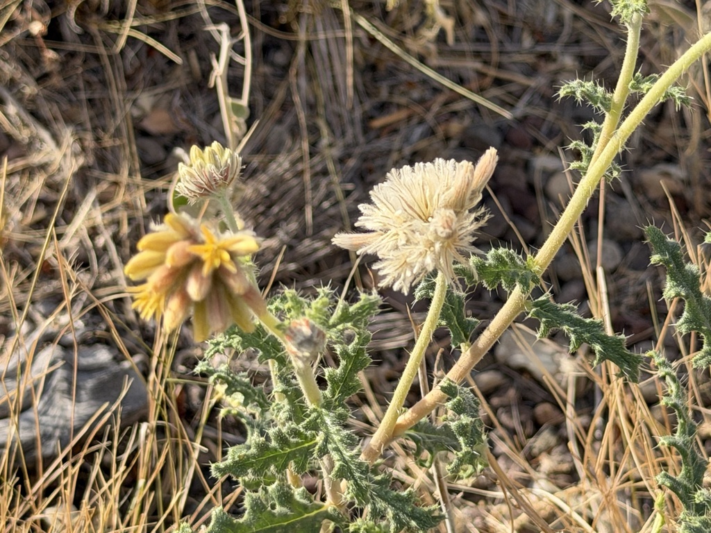 Cevallia sinuata; photograph (c) Ian McFaul, some rights reserved (CC BY)