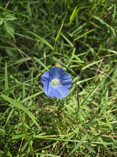 ivy-leaved morning-glory