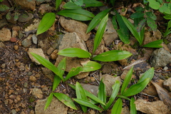Clintonia uniflora, photograph (c) Alexis Tinker-Tsavalas, some rights reserved (CC BY)