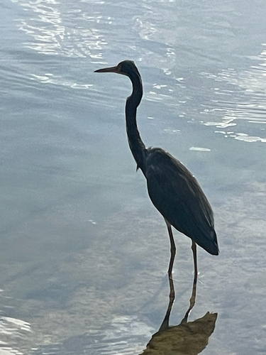 Tricolored Heron