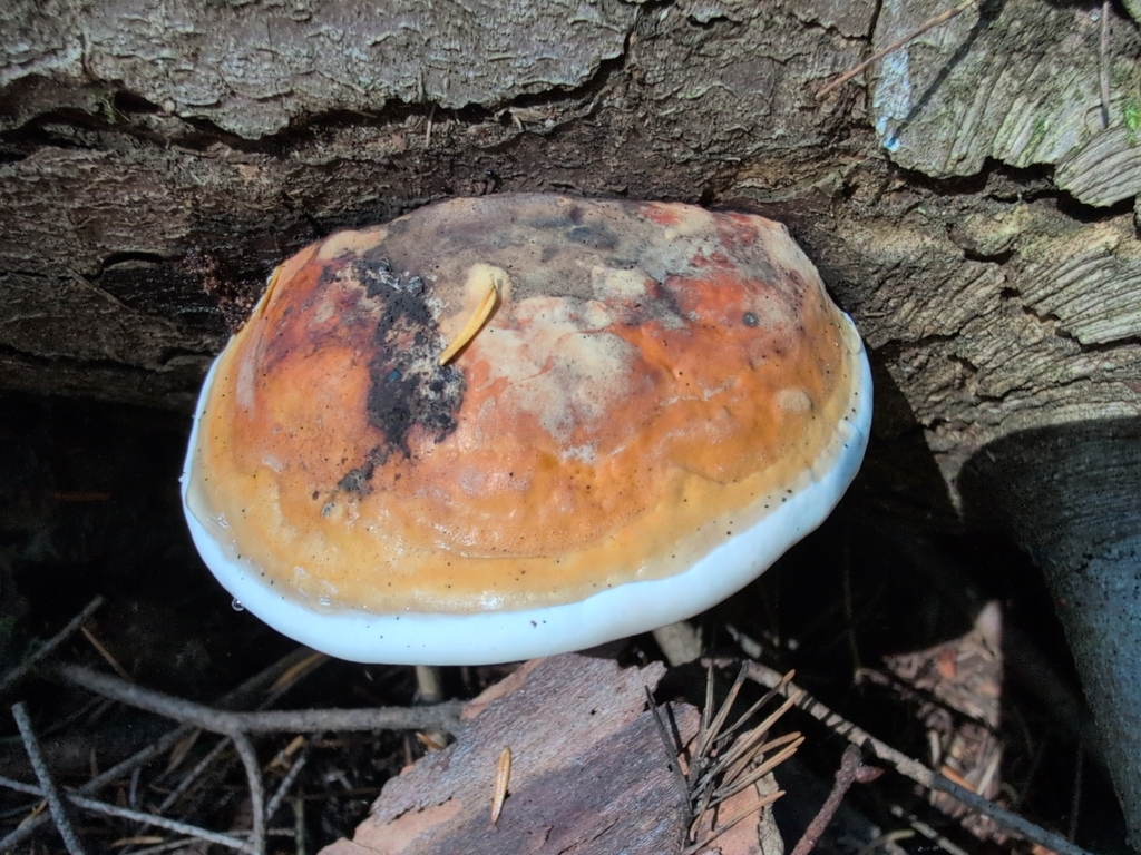 Northern Red Belt · September 2026 · photo: Photo: (c) Nick T., some rights reserved (CC BY-SA) · iNaturalist