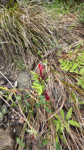 cardinal flower