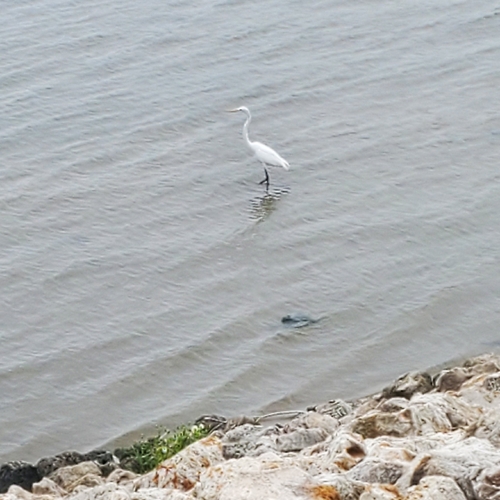 Great Egret