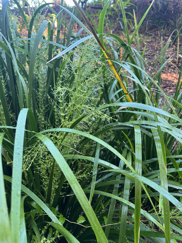 green mat-rush