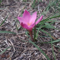 Zephyranthes fosteri