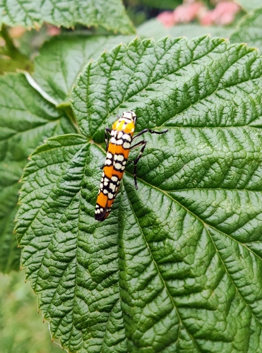 Ailanthus Webworm Moth