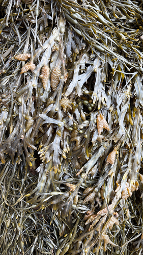 bladder wrack