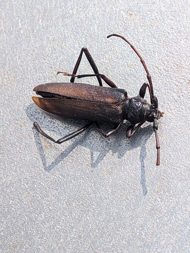 grain support beetle