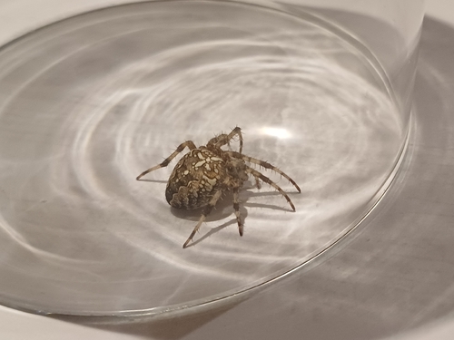 Cross Orbweaver