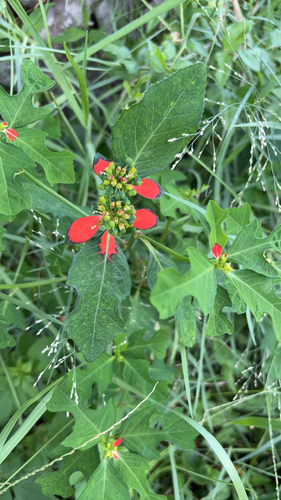 wild poinsettia