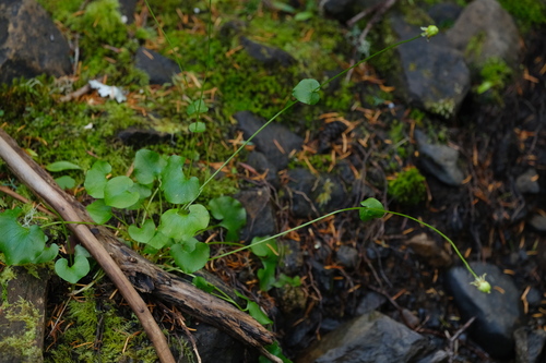 Parnassia fimbriata, photograph 2