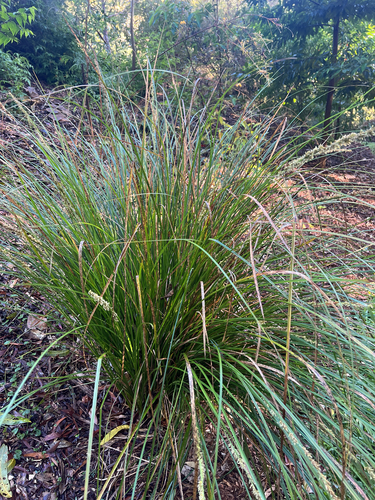 Southern Cutty Sedge