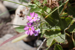 author not stated, no rights reserved Primula farinosa, photograph author not stated, no rights reserved