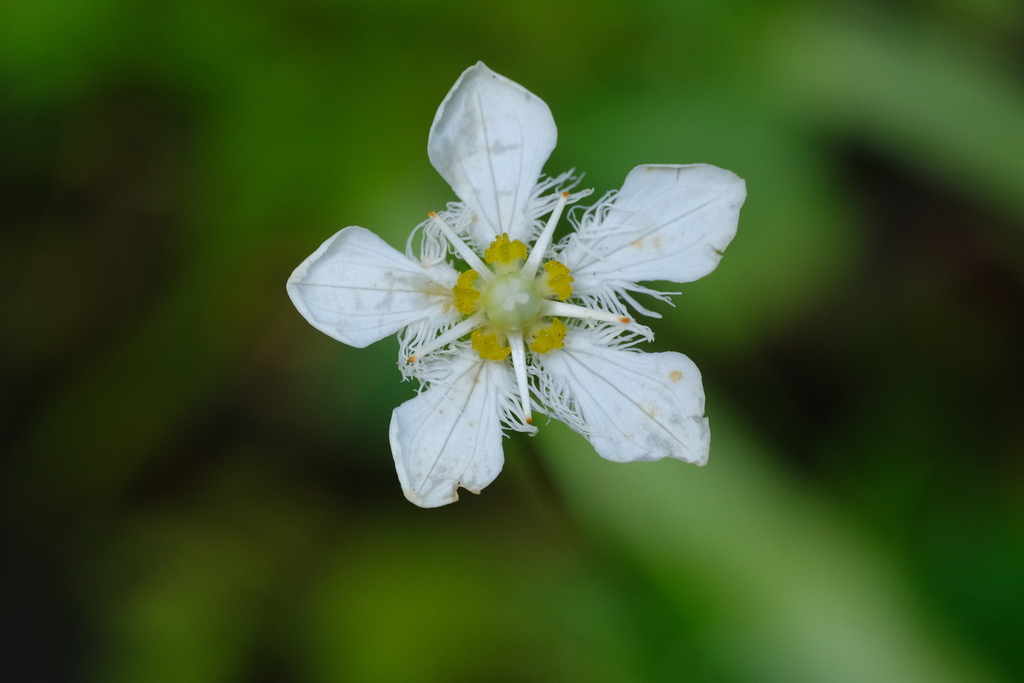 Parnassia fimbriata; photograph (c) Alexis Tinker-Tsavalas, some rights reserved (CC BY)