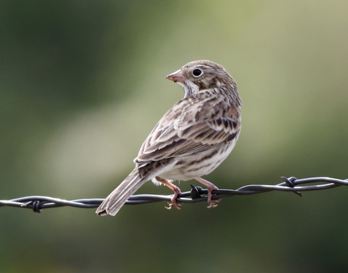 Vesper Sparrow
