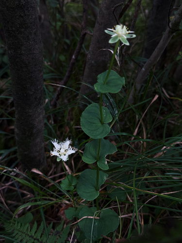 Parnassia foliosa