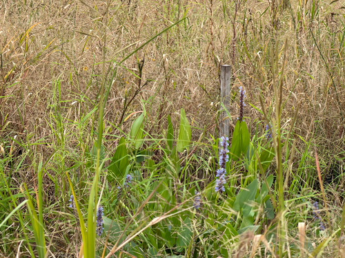 pickerelweed