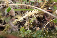 Selaginella selaginoides, photograph author not stated, no rights reserved