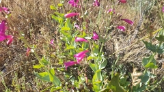 Penstemon × parishii