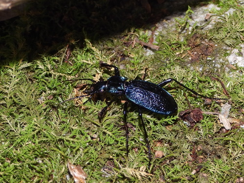 Blue Ground Beetle