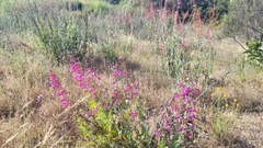 Penstemon × parishii