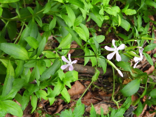 common soapwort