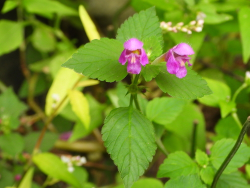 Hairy Hemp-nettle