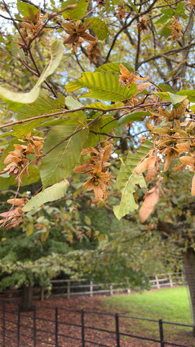 European Hornbeam