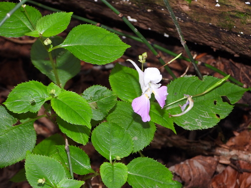 Kashmir Balsam