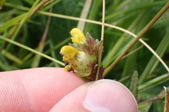 Rhinanthus minor, photograph author not stated, no rights reserved