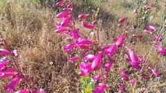 Penstemon × parishii