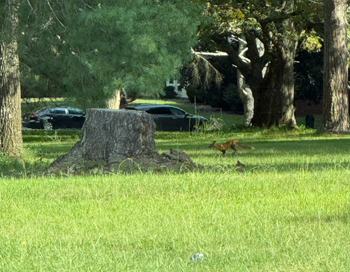 Red Fox