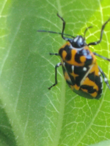 Harlequin Bug