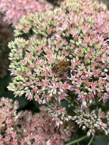 Western Honey Bee