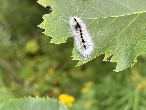 Hickory Tussock Moth