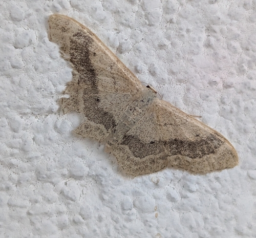 Riband Wave