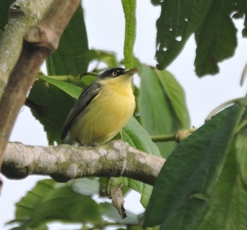 Common Tody-Flycatcher