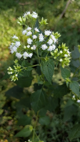 white snakeroot