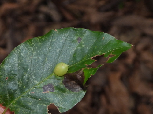 Beech Gall Midge