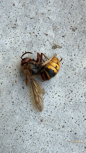 European Hornet