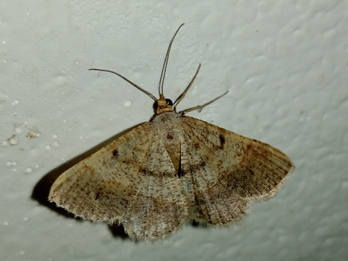 Peahen Moth